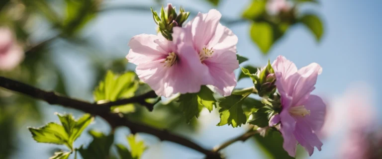 Altea Plante : Bienfaits Santé et Propriétés
