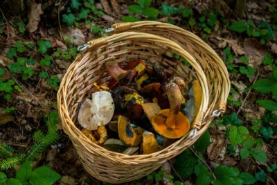 Cueillette de champignons : les confusions et les gestes à connaître cet automne