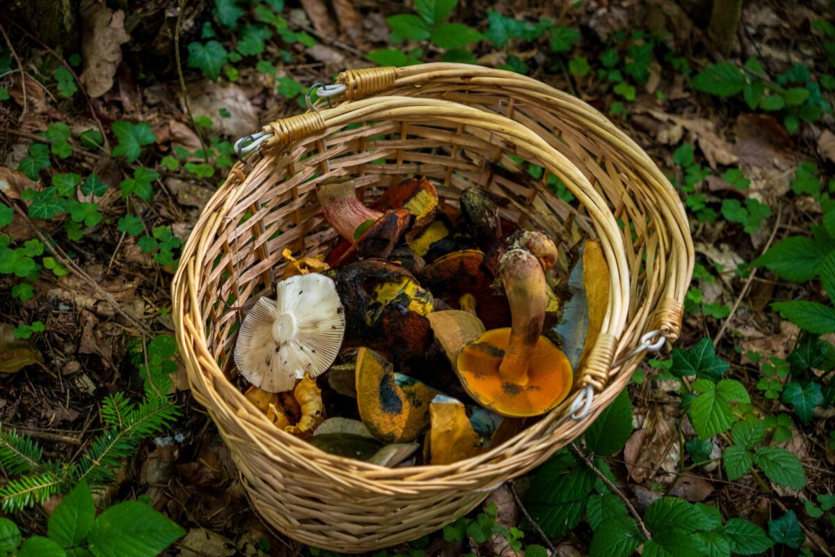 Cueillette de champignons : les confusions et les gestes à connaître cet automne