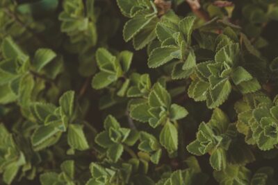 Plantes médicinales : La Réunion accueille le congrès international CIPAM jusqu&rsquo;au 3 novembre