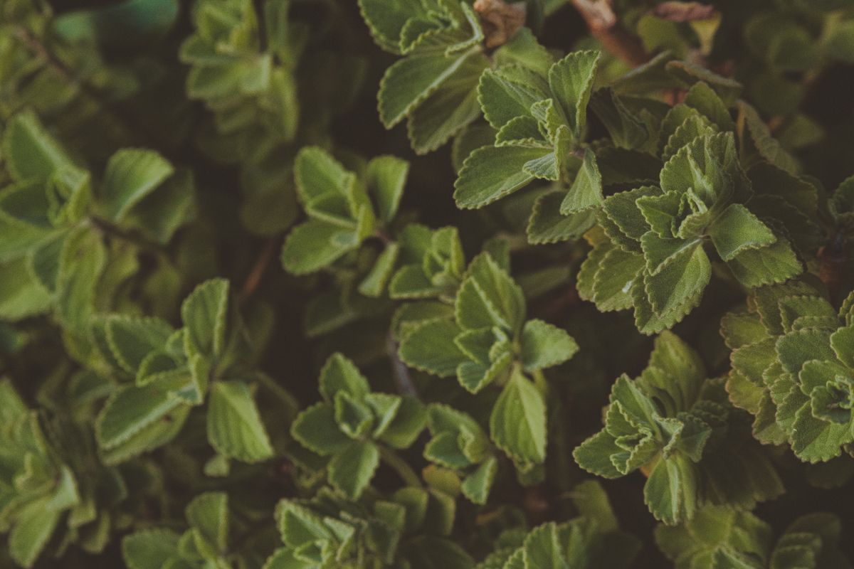 Plantes médicinales : La Réunion accueille le congrès international CIPAM jusqu'au 3 novembre